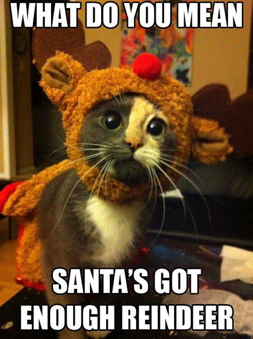 Santa's Little Reindeer :)
